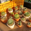 Sen đá trồng sẵn chậu đất nung Đà Lạt - Quà tặng sự kiện Min, giá ưu đãi 16.000₫ 9