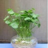 Sen Nhật Mini Cây Đồng Tiền 02 Bầu Khỏe Trồng Thủy Sinh Giảm Giá 35.000 VNĐ