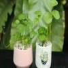Sen Nhật Mini Cây Đồng Tiền 02 Bầu Khỏe Trồng Thủy Sinh Giảm Giá 35.000 VNĐ 2