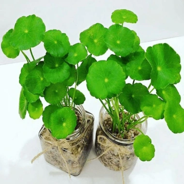 Sen Nhật Mini Cây Đồng Tiền 02 Bầu Khỏe Trồng Thủy Sinh Giảm Giá 35.000 VNĐ 3 Sen Nhật Mini Cây Đồng Tiền 02 Bầu Khỏe Trồng Thủy Sinh Giảm Giá 35.000 VNĐ 3
