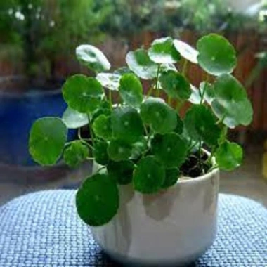 Sen Nhật Mini Cây Đồng Tiền 02 Bầu Khỏe Trồng Thủy Sinh Giảm Giá 35.000 VNĐ