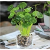 Sen Nhật Mini Cây Đồng Tiền 02 Bầu Khỏe Trồng Thủy Sinh Giảm Giá 35.000 VNĐ 5