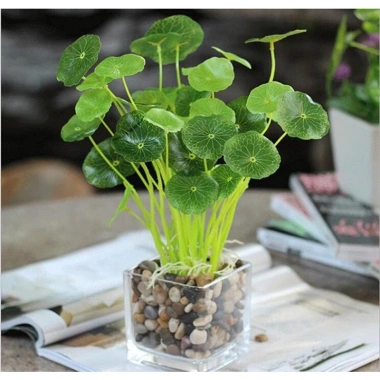 Sen Nhật Mini Cây Đồng Tiền 02 Bầu Khỏe Trồng Thủy Sinh Giảm Giá 35.000 VNĐ