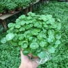 Sen Nhật Mini Cây Đồng Tiền 02 Bầu Khỏe Trồng Thủy Sinh Giảm Giá 35.000 VNĐ 6