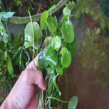 Sen Nhật Mini Cây Đồng Tiền 02 Bầu Khỏe Trồng Thủy Sinh Giảm Giá 35.000 VNĐ 7 Sen Nhật Mini Cây Đồng Tiền 02 Bầu Khỏe Trồng Thủy Sinh Giảm Giá 35.000 VNĐ 7