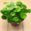 Sen Nhật Mini Cây Đồng Tiền 02 Bầu Khỏe Trồng Thủy Sinh Giảm Giá 35.000 VNĐ 8