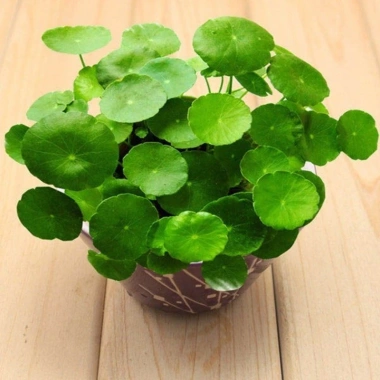 Sen Nhật Mini Cây Đồng Tiền 02 Bầu Khỏe Trồng Thủy Sinh Giảm Giá 35.000 VNĐ 8 Sen Nhật Mini Cây Đồng Tiền 02 Bầu Khỏe Trồng Thủy Sinh Giảm Giá 35.000 VNĐ 8