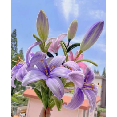 Set 10 Cành hoa mai, hoa đào, hướng dương kẽm nhung - Trang trí Tết giá ưu đãi 28.900₫ 6
