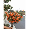 Set 5 Cành Lựu 7 Quả Hồng Vuông Đào Tiên Quất Táo Giả Cắm Bình Decor Tết 2.026 Giá 49k 7