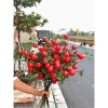 Set 5 Cành Lựu 7 Quả Hồng Vuông Đào Tiên Quất Táo Giả Cắm Bình Decor Tết 2.026 Giá 49k 8