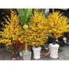 Sỉ Combo 10 Cành Hoa Mai & Hoa Đào - Trang Trí Cây Hàng Đẹp 5 Nhánh, Giá 120k 6