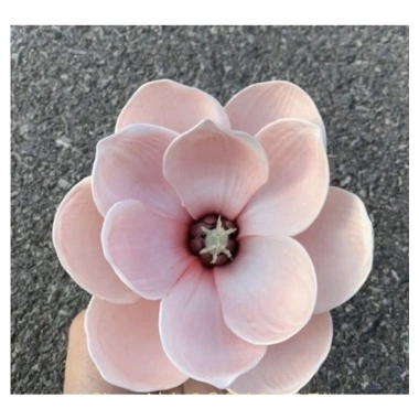 Sỉ đầu bông hoa móc lan xốp cao cấp sz to - Trang trí tài lộc, giỏ quà, handmade giá 20.000₫