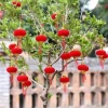 Sỉ Túi 30/20/10 quả cầu đỏ nhung treo tết – phụ kiện trang trí cây mai, đào Bính Ngọ 2.026, giá 21.000đ 5