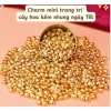 Tặng bao lì xì Set Cây Tài Lộc Handmade Kẽm Nhung, Giá chỉ 11.900₫ 7