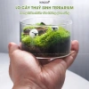 Terrarium Lọ Cây Thuỷ Sinh UCHUU Mini Bể Rêu DIY Trang Trí Bàn - Giá 125k 2