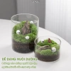 Terrarium Lọ Cây Thuỷ Sinh UCHUU Mini Bể Rêu DIY Trang Trí Bàn - Giá 125k 4