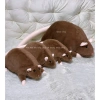 Thú Nhồi Bông Chuột Đuôi Dài 55cm - Gấu Bông Ngộ Nghĩnh Đáng Yêu, Quà Tặng Cute 5