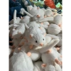 Thú Nhồi Bông Chuột Đuôi Dài 55cm - Gấu Bông Ngộ Nghĩnh Đáng Yêu, Quà Tặng Cute 7