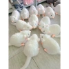 Thú Nhồi Bông Chuột Đuôi Dài 55cm - Gấu Bông Ngộ Nghĩnh Đáng Yêu, Quà Tặng Cute 8