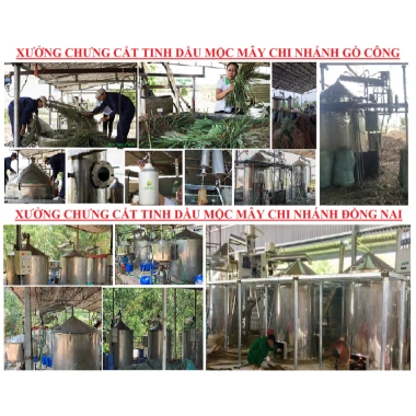 Tinh dầu vỏ quýt Mộc Mây nguyên chất - Xông thơm phòng, chống say xe, đuổi muỗi, giá ưu đãi 44.000₫