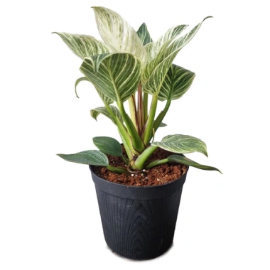 Trầu bà dế vương kim cương cây trưởng thành - Giá 50.000đ (giảm từ 64.000đ), lá xanh dày, dễ chăm sóc