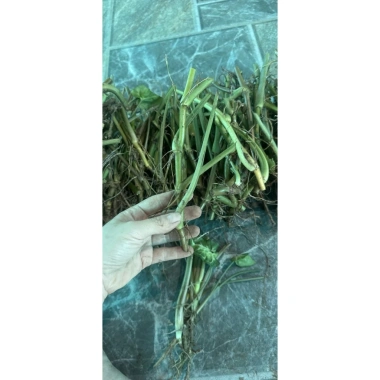Trầu Bà Kim Cương Philodendron Birkin Cành Giống 15cm Kèm Phân Nhập Trung 20k