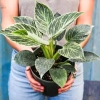 Trầu Bà Kim Cương Philodendron Birkin Cành Giống 15cm Kèm Phân Nhập Trung 20k 2