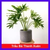 Trầu Bà Thanh Xuân - Cây cảnh trong nhà, lá xanh mượt, tươi mát, chỉ 86.000₫