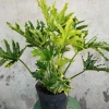 Trầu Bà Thanh Xuân - Cây cảnh trong nhà, lá xanh mượt, tươi mát, chỉ 86.000₫ 2