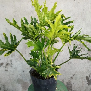Trầu Bà Thanh Xuân - Cây cảnh trong nhà, lá xanh mượt, tươi mát, chỉ 86.000₫ 2