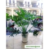Trầu Bà Thanh Xuân - Cây cảnh trong nhà, lá xanh mượt, tươi mát, chỉ 86.000₫ 4