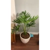 Trầu Bà Thanh Xuân - Cây cảnh trong nhà, lá xanh mượt, tươi mát, chỉ 86.000₫ 5