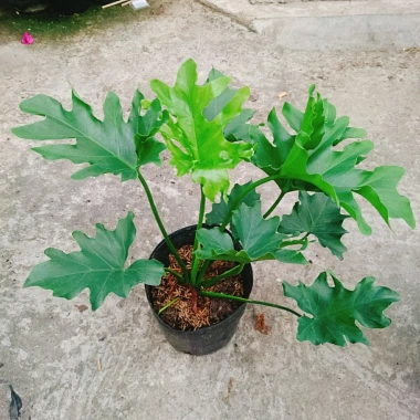 Trầu Bà Thanh Xuân - Cây cảnh trong nhà, lá xanh mượt, tươi mát, chỉ 86.000₫ 6