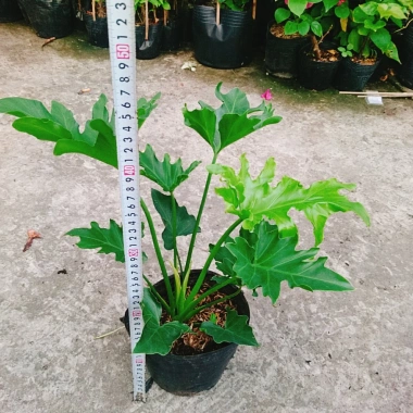 Trầu Bà Thanh Xuân - Cây cảnh trong nhà, lá xanh mượt, tươi mát, chỉ 86.000₫ 7