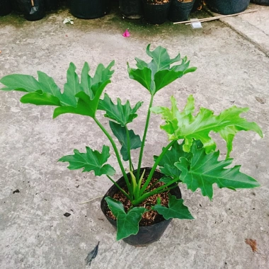 Trầu Bà Thanh Xuân - Cây cảnh trong nhà, lá xanh mượt, tươi mát, chỉ 86.000₫ 8