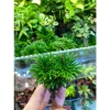 Trường sinh thảo cây mini thân rễ thuần nước, trồng bán cạn cho terrarium, non bộ, tiểu cảnh - 39.000đ