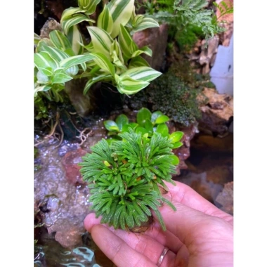 Trường sinh thảo cây mini thân rễ thuần nước, trồng bán cạn cho terrarium, non bộ, tiểu cảnh - 39.000đ