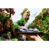 Trường sinh thảo cây mini thân rễ thuần nước, trồng bán cạn cho terrarium, non bộ, tiểu cảnh - 39.000đ 3