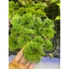 Trường sinh thảo cây mini thân rễ thuần nước, trồng bán cạn cho terrarium, non bộ, tiểu cảnh - 39.000đ 4