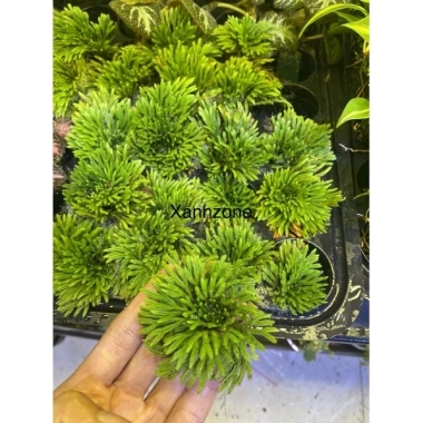 Trường sinh thảo cây mini thân rễ thuần nước, trồng bán cạn cho terrarium, non bộ, tiểu cảnh - 39.000đ 4 Trường sinh thảo cây mini thân rễ thuần nước, trồng bán cạn cho terrarium, non bộ, tiểu cảnh - 39.000đ 4
