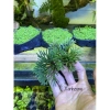 Trường sinh thảo cây mini thân rễ thuần nước, trồng bán cạn cho terrarium, non bộ, tiểu cảnh - 39.000đ 5