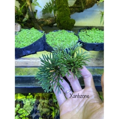 Trường sinh thảo cây mini thân rễ thuần nước, trồng bán cạn cho terrarium, non bộ, tiểu cảnh - 39.000đ