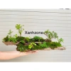 Trường sinh thảo cây mini thân rễ thuần nước, trồng bán cạn cho terrarium, non bộ, tiểu cảnh - 39.000đ 6