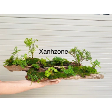 Trường sinh thảo cây mini thân rễ thuần nước, trồng bán cạn cho terrarium, non bộ, tiểu cảnh - 39.000đ