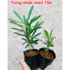 Tùng Kim Cương Mini Trồng Chậu Set Bán Cạn Terrarium Hồ Cá Non Bộ - Giá 15.000đ