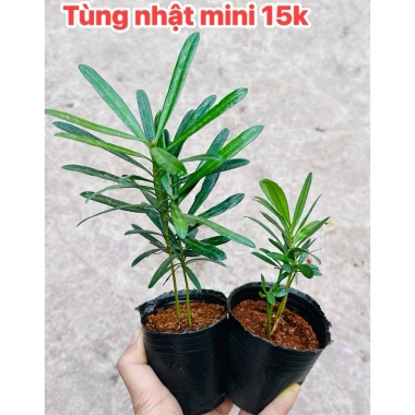 Tùng Kim Cương Mini Trồng Chậu Set Bán Cạn Terrarium Hồ Cá Non Bộ - Giá 15.000đ