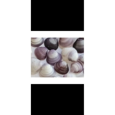 Vỏ hến tím 1-2,5cm 100g - Trang trí bể cá, làm tranh, thủ công - 17.000đ 4