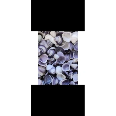 Vỏ hến tím 1-2,5cm 100g - Trang trí bể cá, làm tranh, thủ công - 17.000đ 5