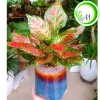 Xịt bóng lá 1 chai - Giữ ẩm cho cây Lan, hồ điệp, cây văn phòng - Giá chỉ 59.860₫ 3