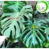 Xịt bóng lá 1 chai - Giữ ẩm cho cây Lan, hồ điệp, cây văn phòng - Giá chỉ 59.860₫ 5